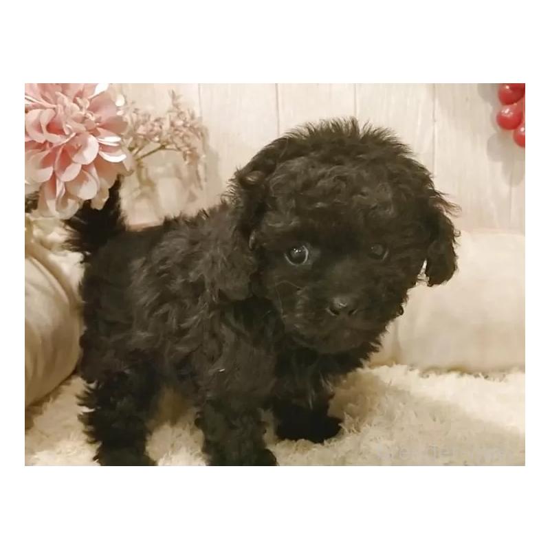 販売中の愛知県のティーカッププードル-437727の8枚目