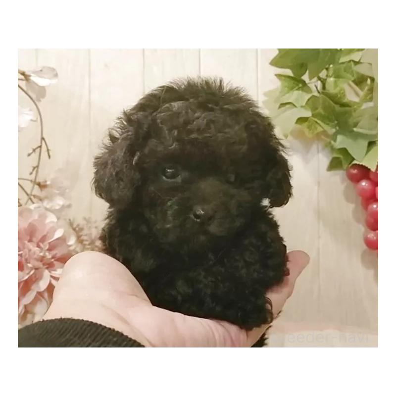 販売中の愛知県のティーカッププードル-437727の7枚目