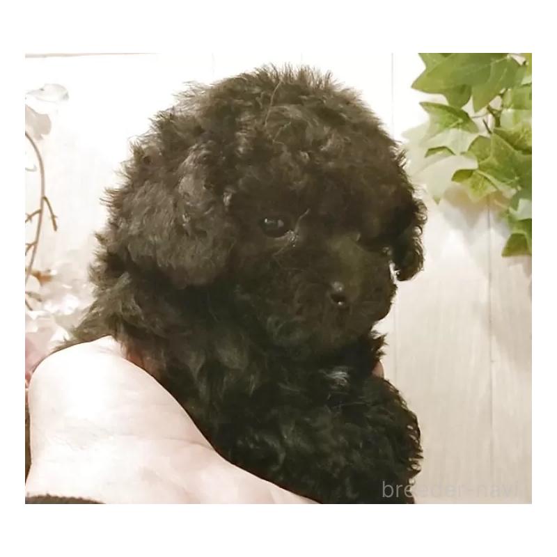 販売中の愛知県のティーカッププードル-437727の6枚目