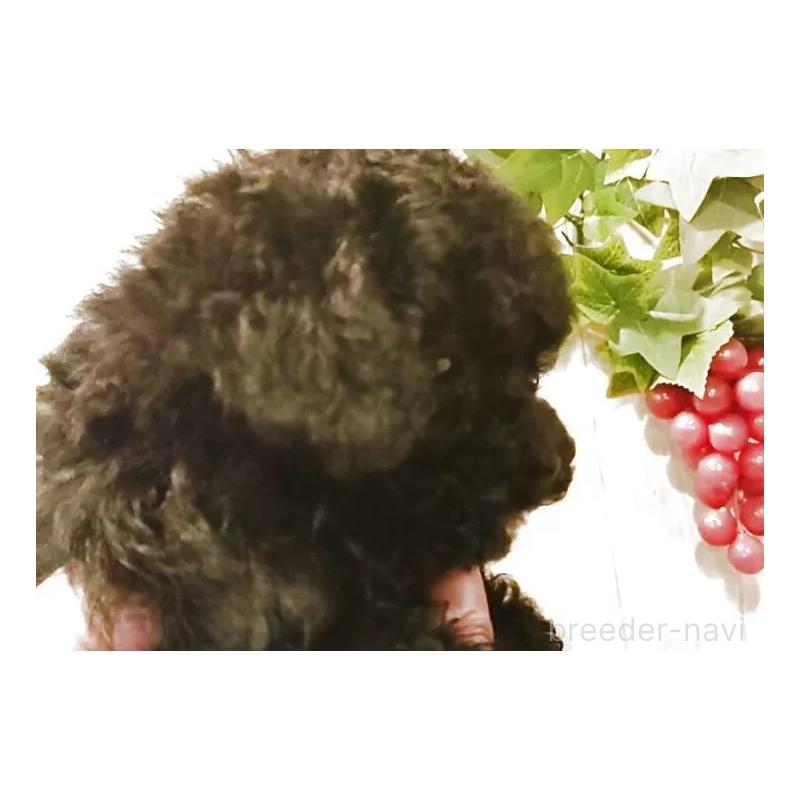 販売中の愛知県のティーカッププードル-437727の5枚目