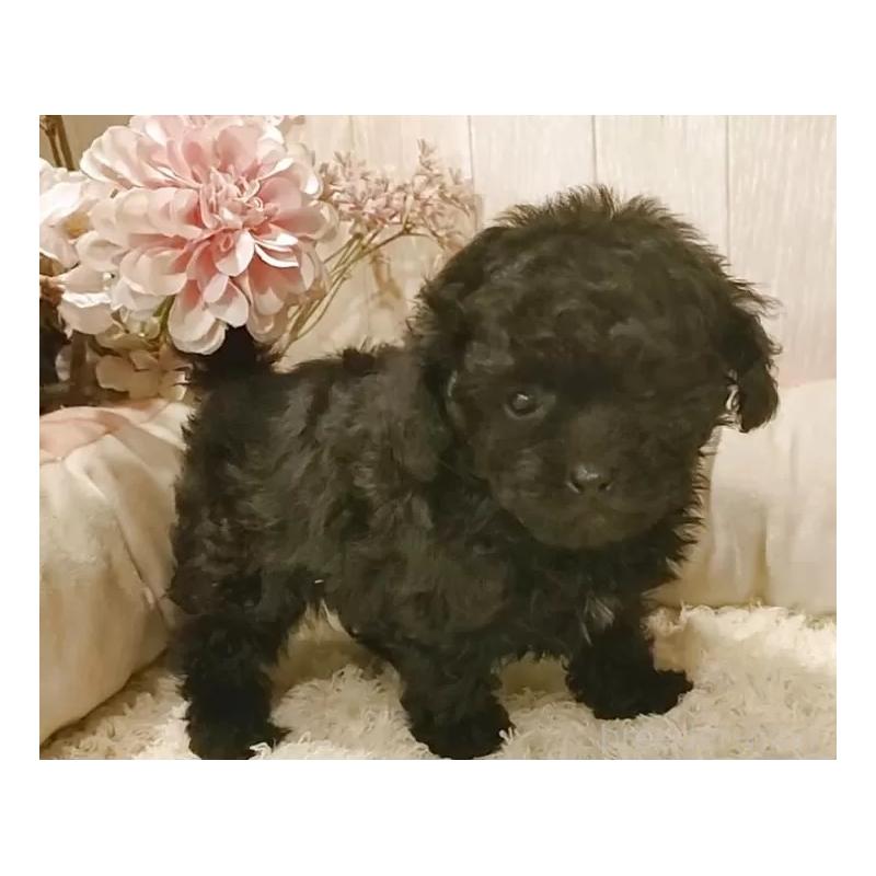 販売中の愛知県のティーカッププードル-437727の4枚目