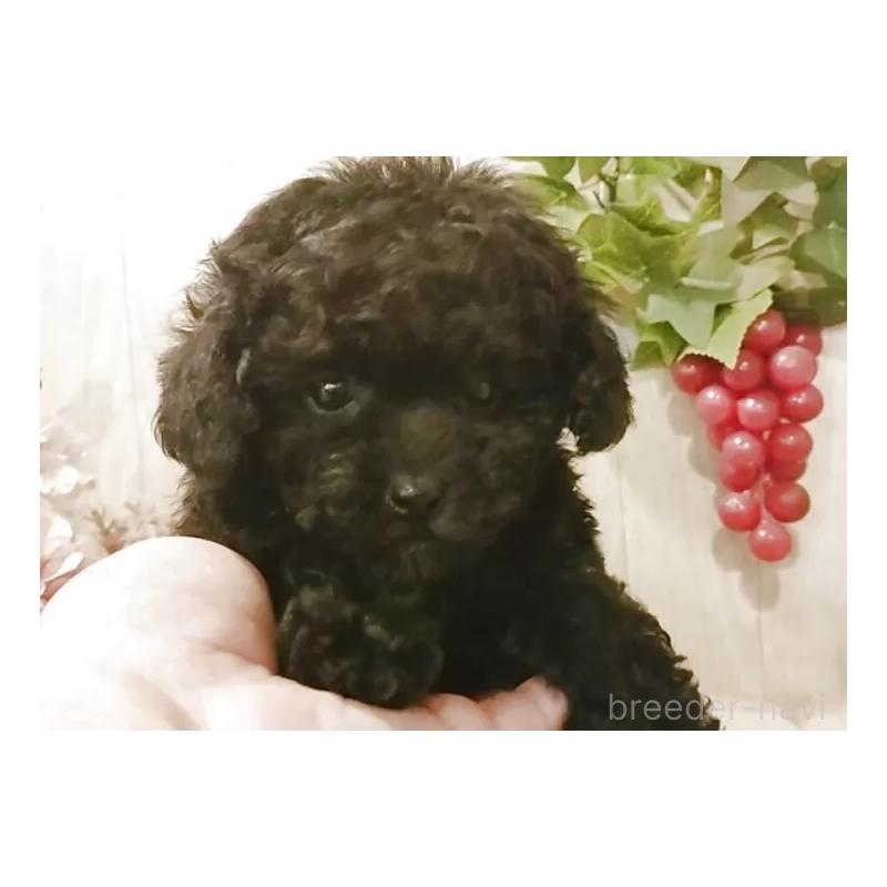 販売中の愛知県のティーカッププードル-437727の3枚目