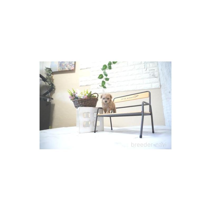 成約済の滋賀県のティーカッププードル-437726の5枚目