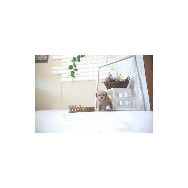 成約済の滋賀県のティーカッププードル-437726の3枚目