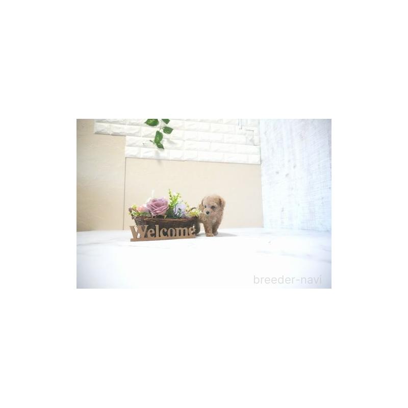 成約済の滋賀県のティーカッププードル-437726の2枚目