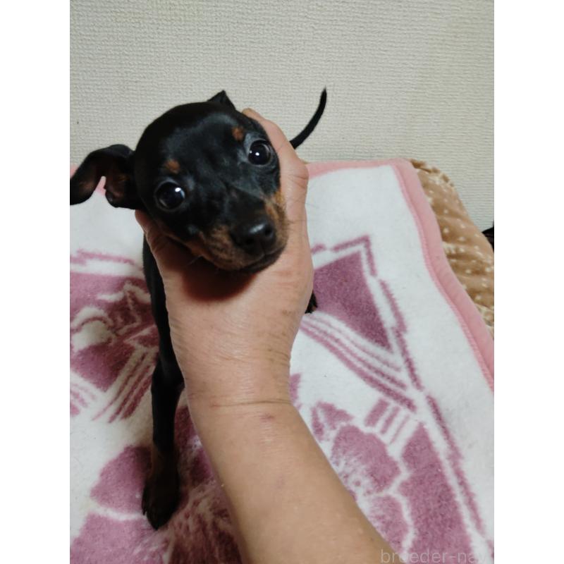 販売中の大阪府のミニチュアピンシャー(ミニピン)-431138の4枚目