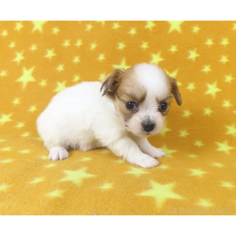 販売中の千葉県のパピヨン-435042の14枚目