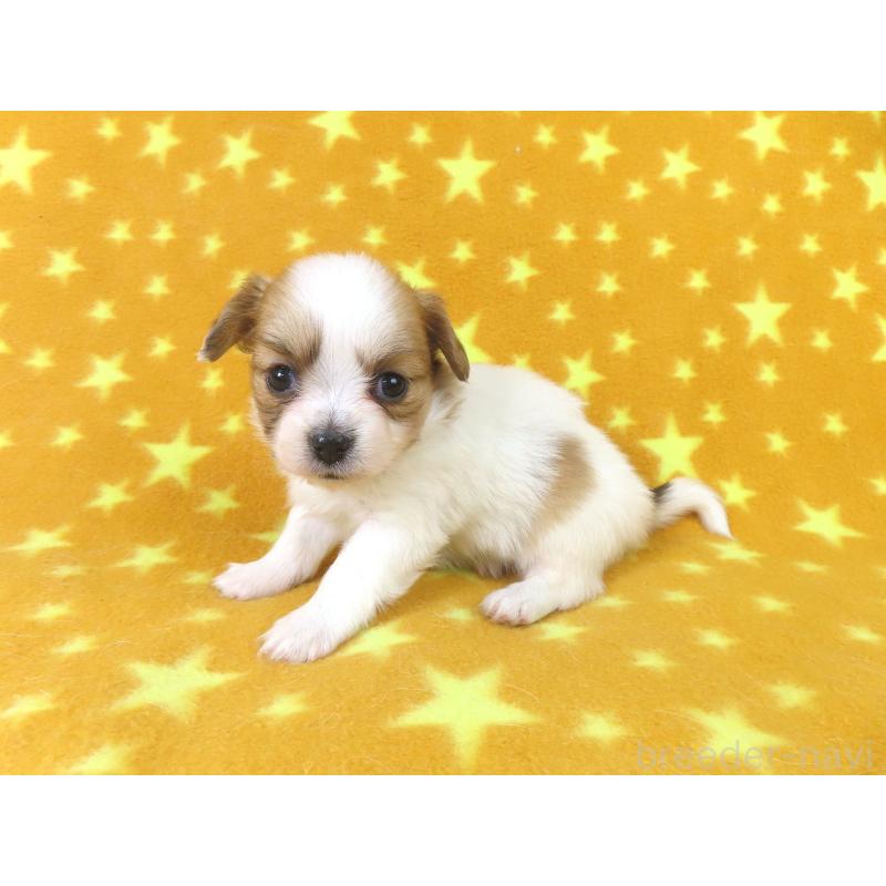 販売中の千葉県のパピヨン-435042の13枚目