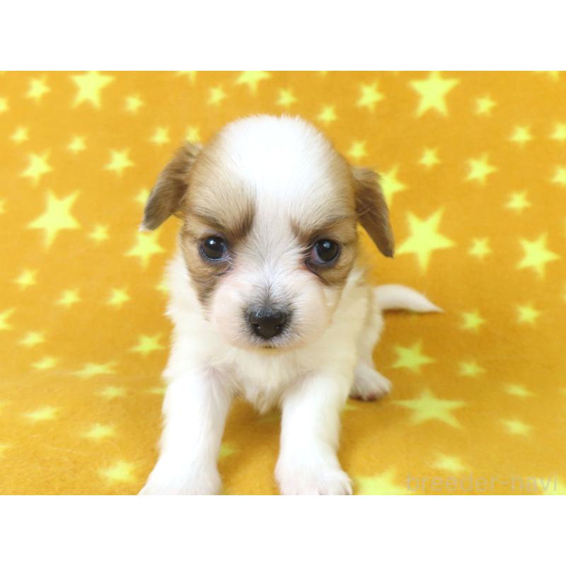 販売中の千葉県のパピヨン-435042の12枚目