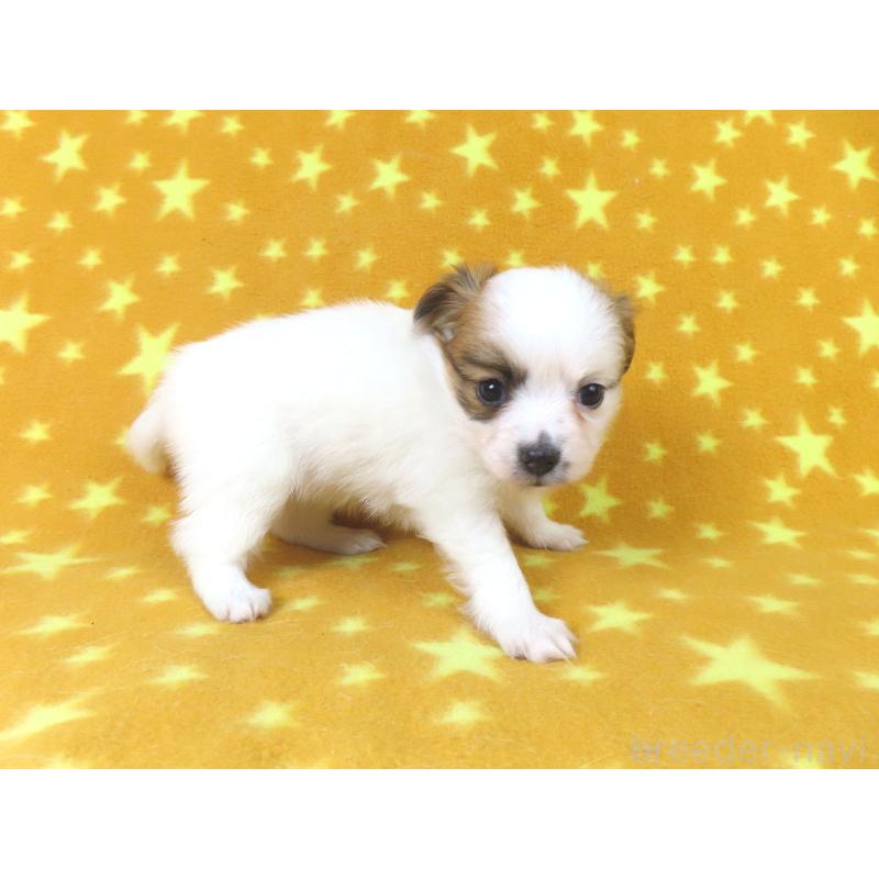 販売中の千葉県のパピヨン-435043の14枚目