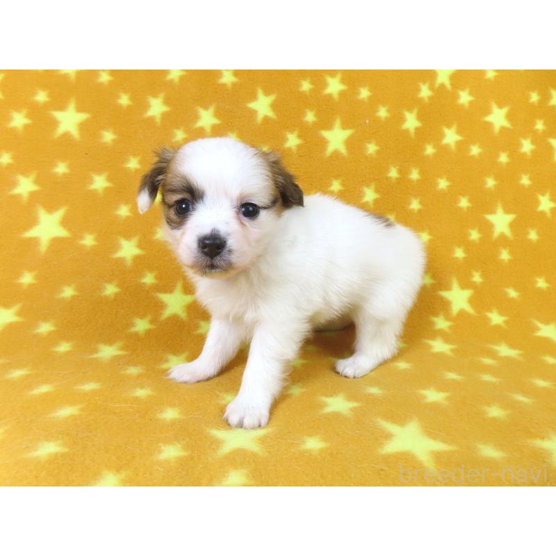 販売中の千葉県のパピヨン-435043の13枚目