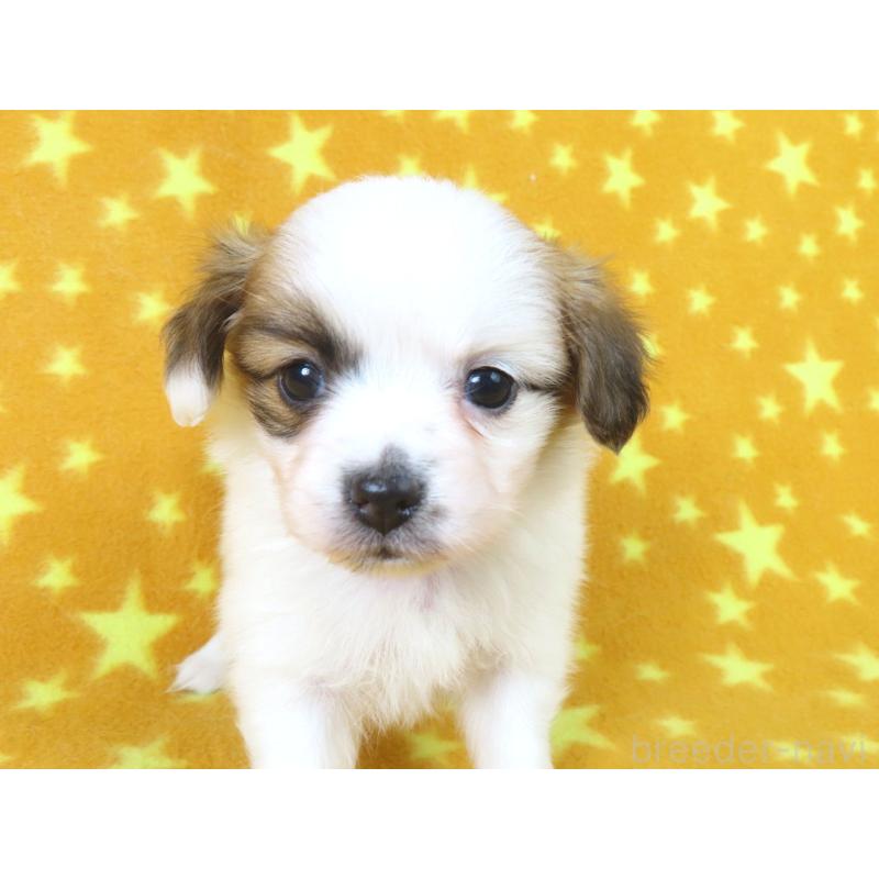 販売中の千葉県のパピヨン-435043の12枚目