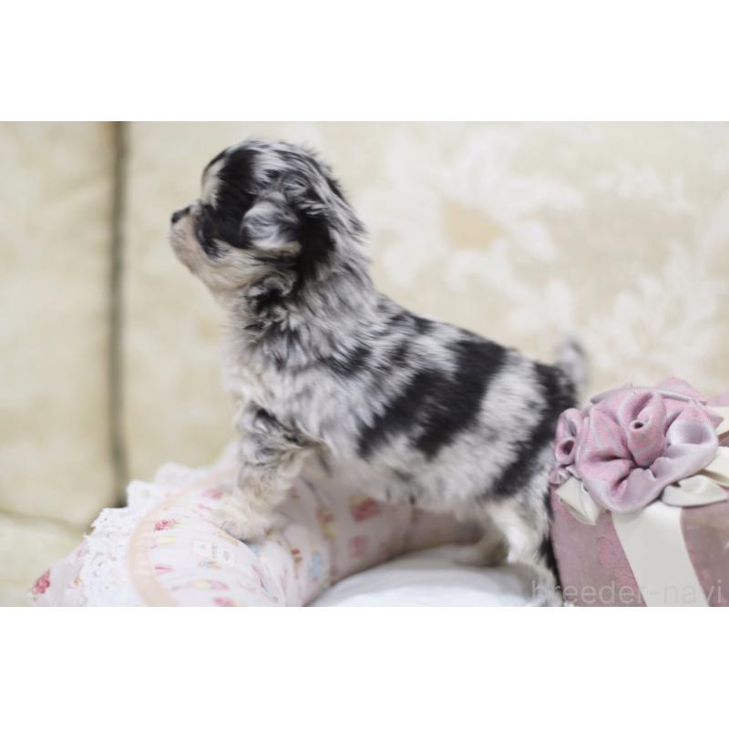 販売中の兵庫県のチワワ(ロングコート)-437729の6枚目