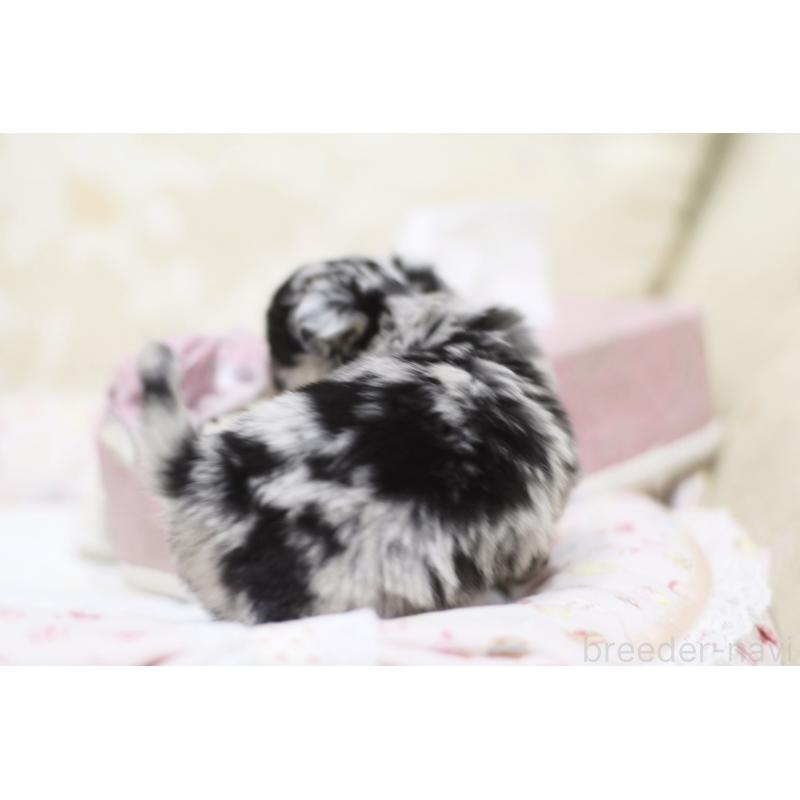 販売中の兵庫県のチワワ(ロングコート)-437729の5枚目