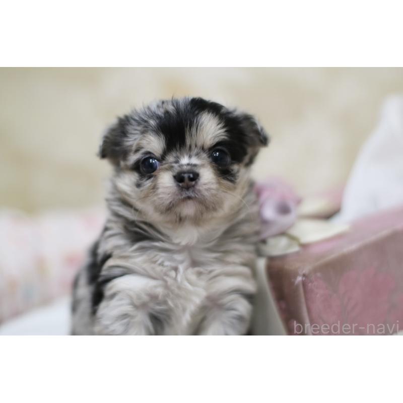 販売中の兵庫県のチワワ(ロングコート)-437729の4枚目