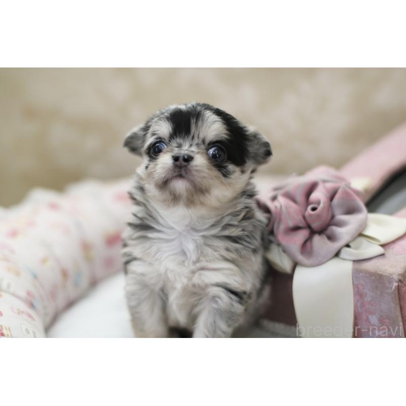 販売中の兵庫県のチワワ(ロングコート)-437729の3枚目