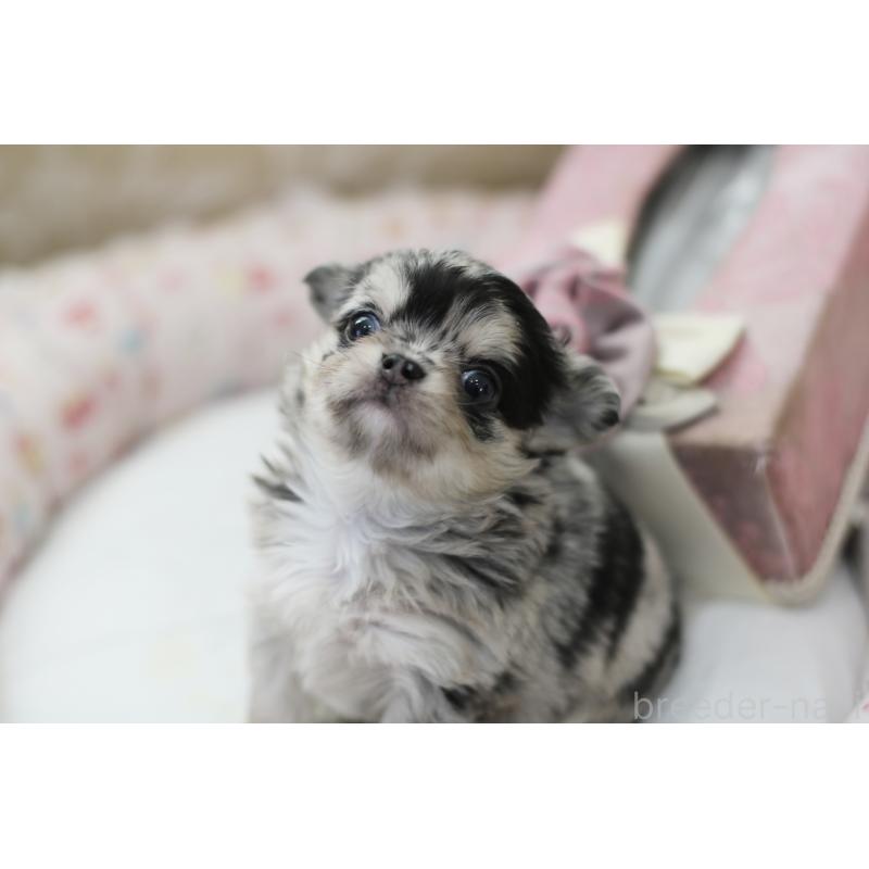 販売中の兵庫県のチワワ(ロングコート)-437729の2枚目