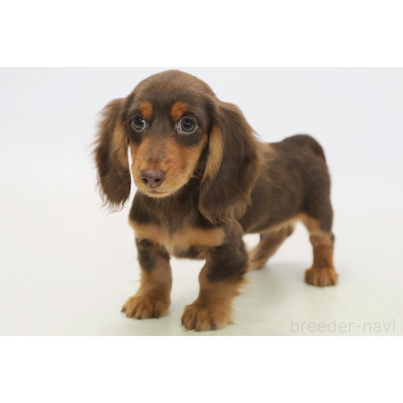 販売中の神奈川県のミニチュアダックスフンド(ロングヘアード)-422160の1枚目