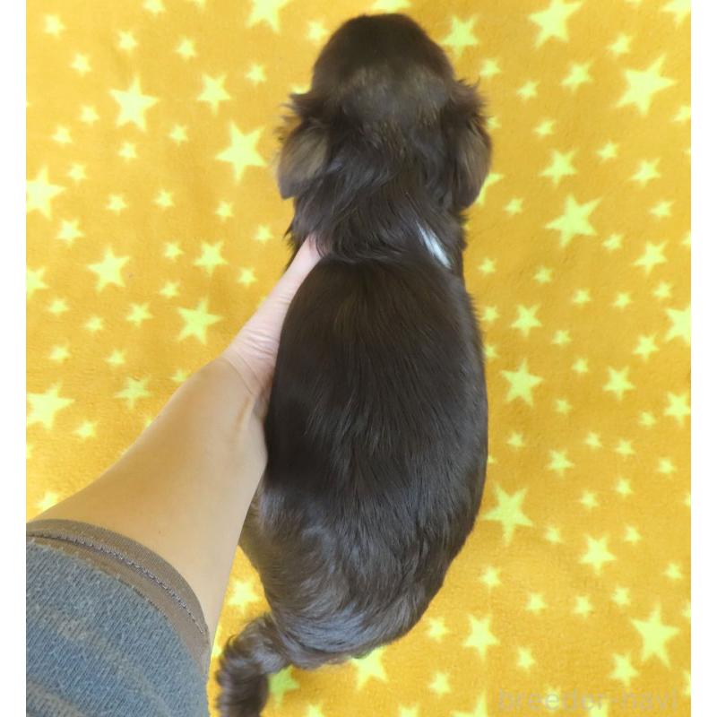 成約済の千葉県のチワワ(ロングコート)-403227の5枚目