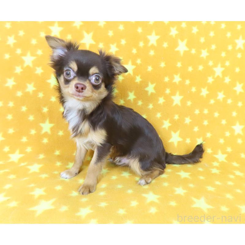 成約済の千葉県のチワワ(ロングコート)-403227の4枚目