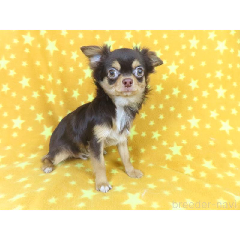 成約済の千葉県のチワワ(ロングコート)-403227の3枚目