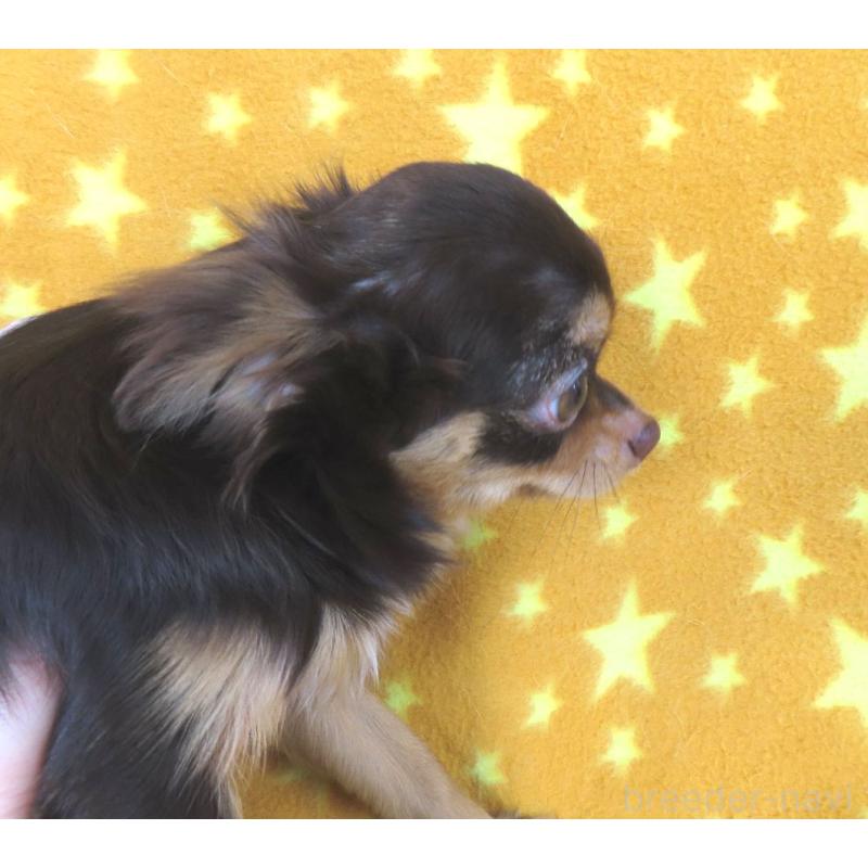 成約済の千葉県のチワワ(ロングコート)-403227の2枚目