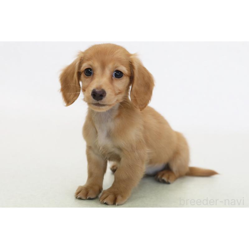 成約済の神奈川県のミニチュアダックスフンド(ロングヘアード)-433969の1枚目