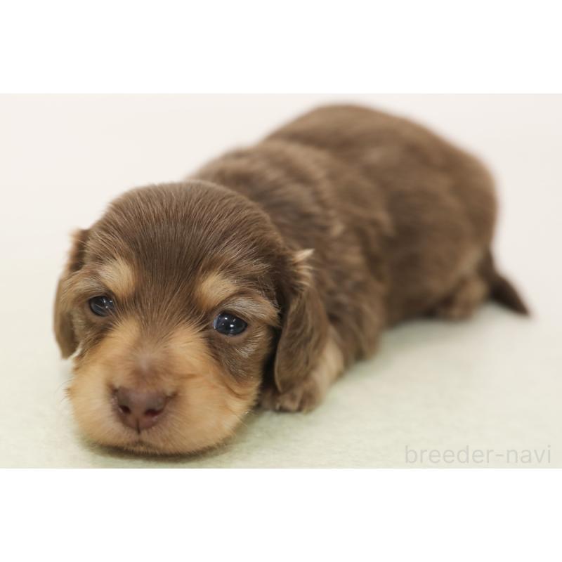 販売中の神奈川県のミニチュアダックスフンド(ロングヘアード)-436500