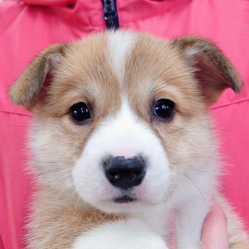 成約済の山口県のウェルシュコーギーペンブローク-432302の1枚目