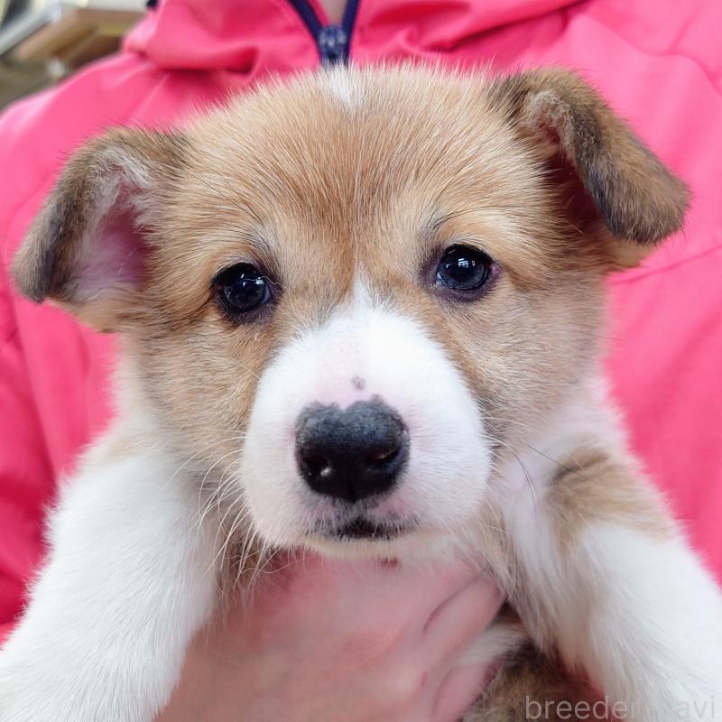 成約済の山口県のウェルシュコーギーペンブローク-432301の1枚目
