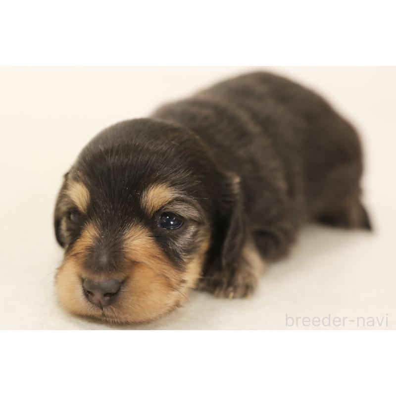 販売中の神奈川県のミニチュアダックスフンド(ロングヘアード)-436502