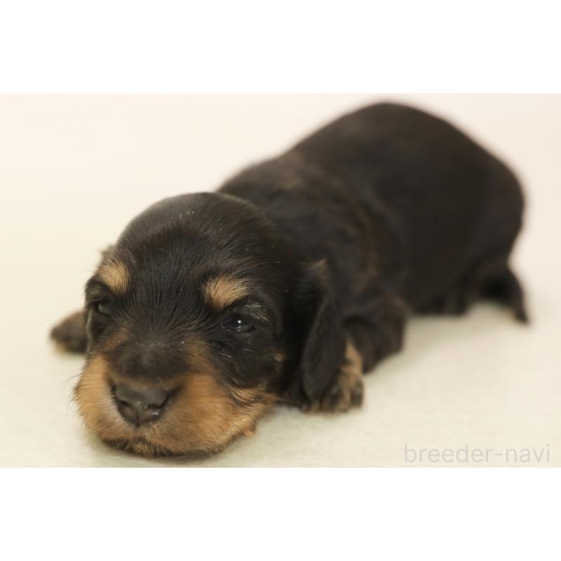 販売中の神奈川県のミニチュアダックスフンド(ロングヘアード)-436503