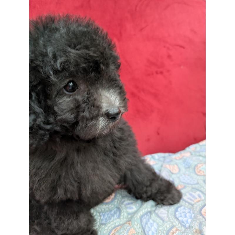 販売中の熊本県のタイニープードル-431970の2枚目