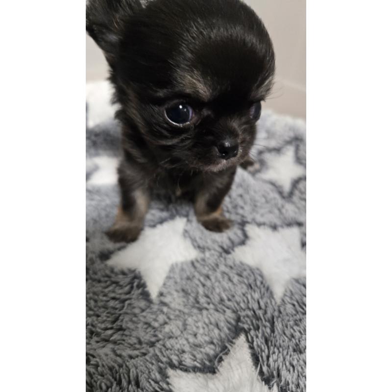 成約済の滋賀県のチワワ(ロングコート)-436388の6枚目