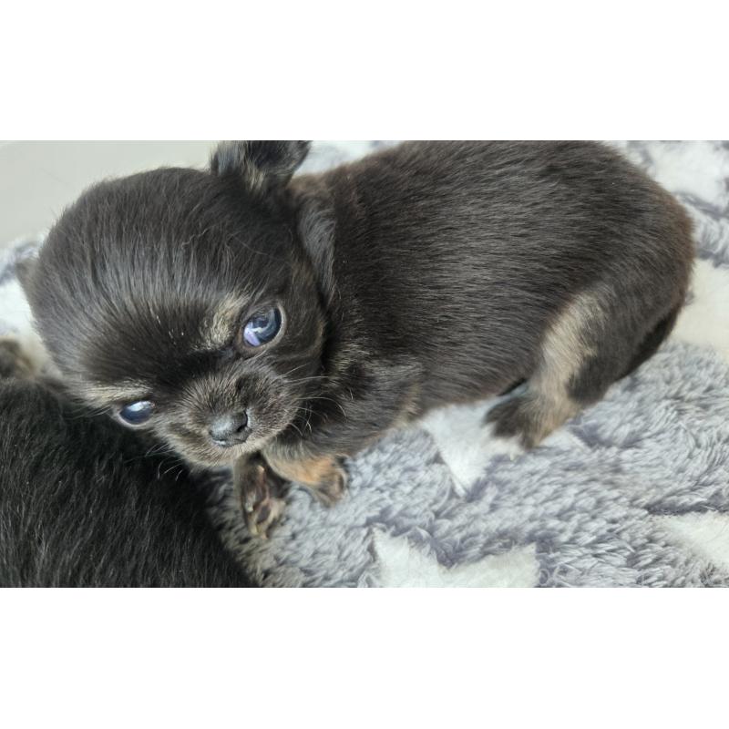 成約済の滋賀県のチワワ(ロングコート)-436388の5枚目