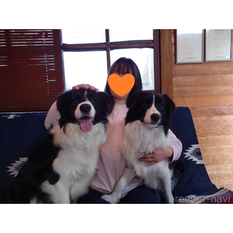成約済の宮崎県のボーダーコリー-402466の3枚目