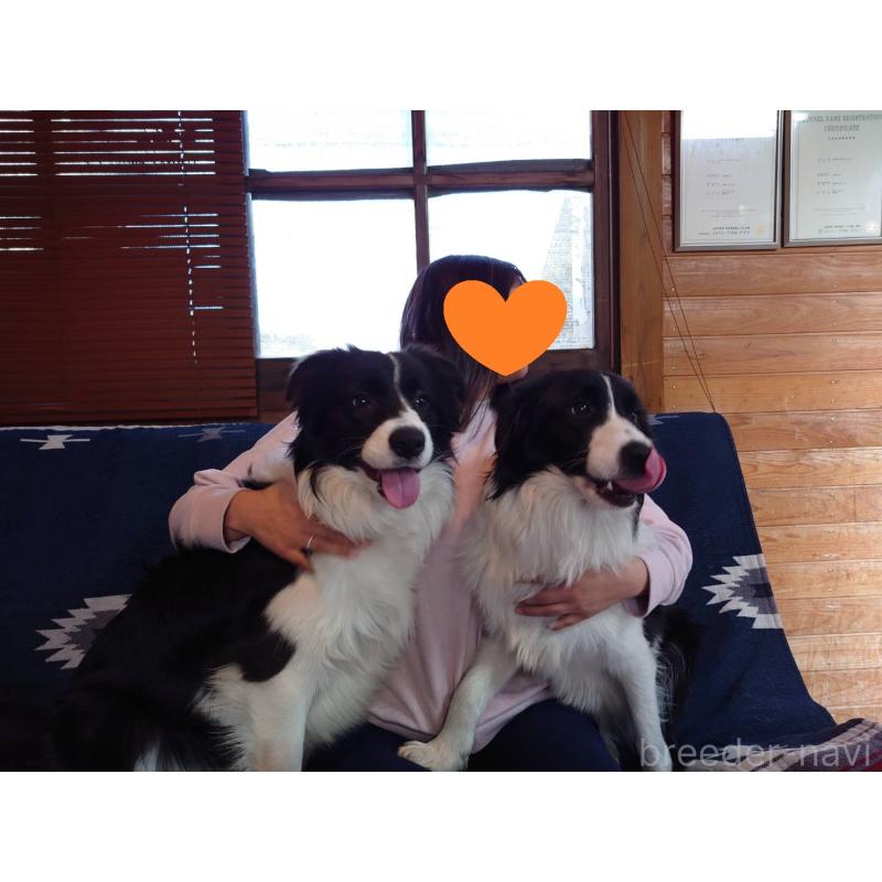 成約済の宮崎県のボーダーコリー-402466の2枚目