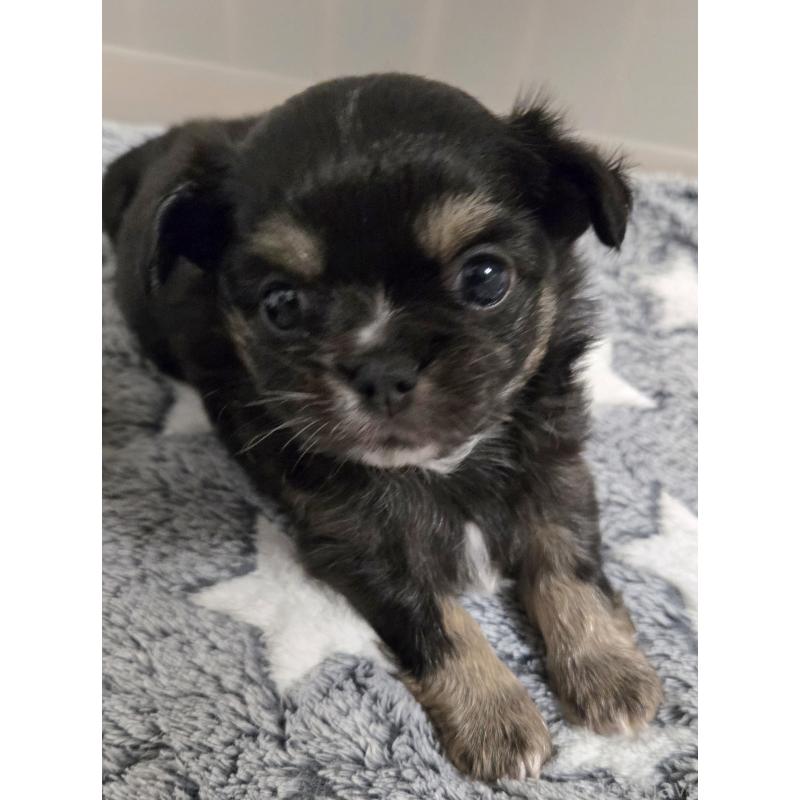 成約済の滋賀県のチワワ(ロングコート)-436389の5枚目