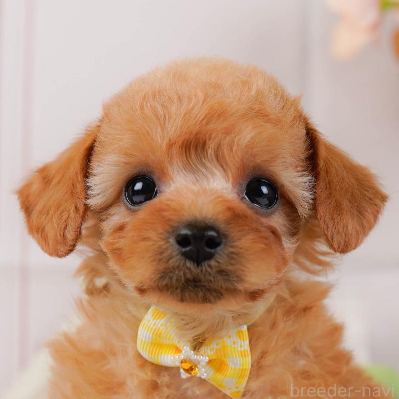 販売中の神奈川県のトイプードル-437735