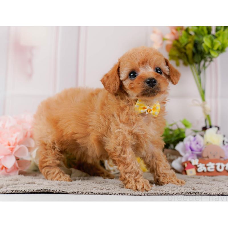 販売中の神奈川県のトイプードル-437735の11枚目