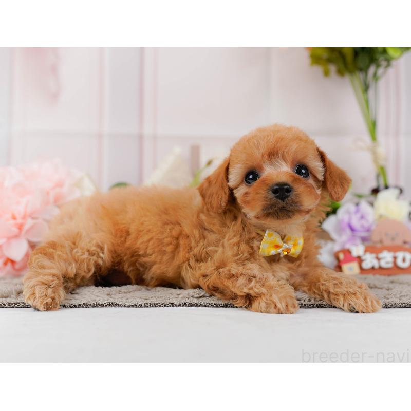 販売中の神奈川県のトイプードル-437735の10枚目