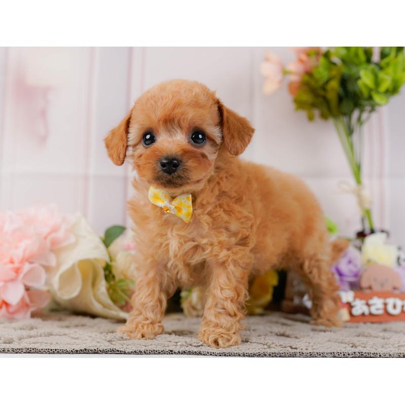 販売中の神奈川県のトイプードル-437735の9枚目