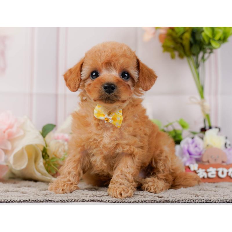 販売中の神奈川県のトイプードル-437735の8枚目