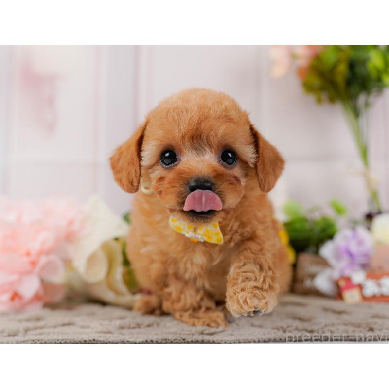 販売中の神奈川県のトイプードル-437735の7枚目