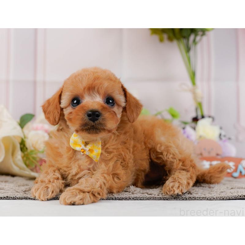 販売中の神奈川県のトイプードル-437735の6枚目