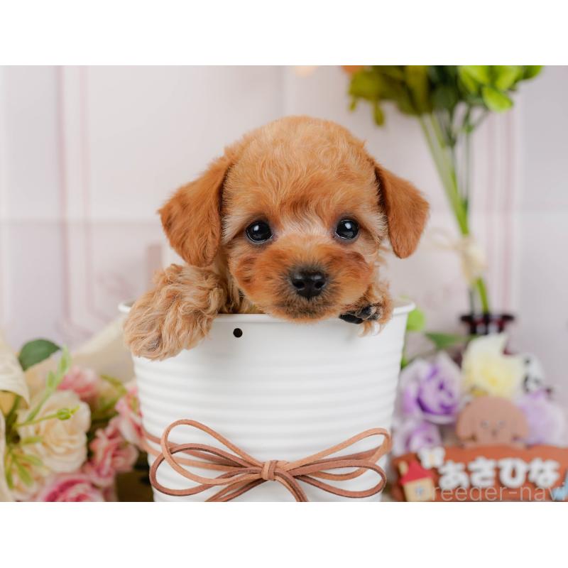 販売中の神奈川県のトイプードル-437735の5枚目