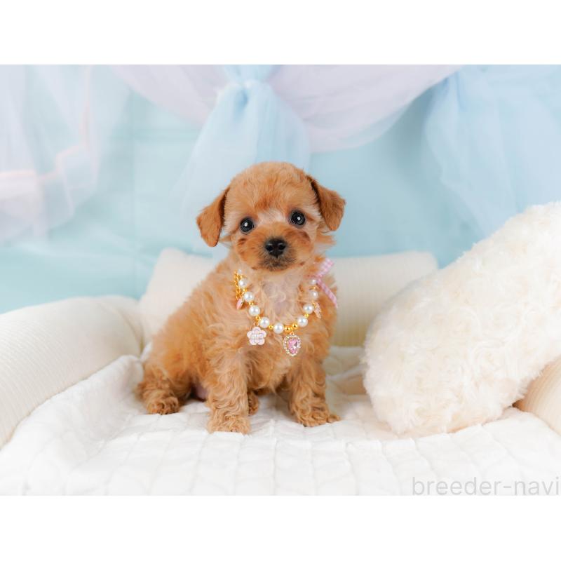 販売中の神奈川県のトイプードル-437735の4枚目