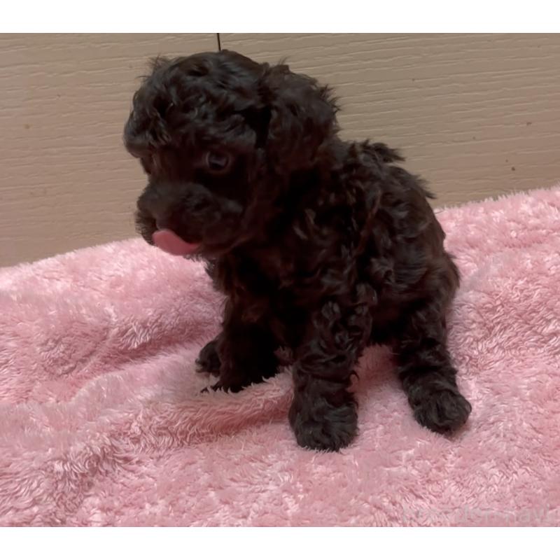 販売中の神奈川県のティーカッププードル-437736の4枚目