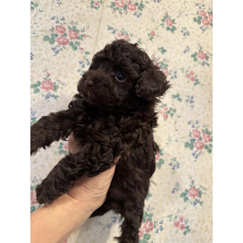 販売中の神奈川県のティーカッププードル-437736の2枚目