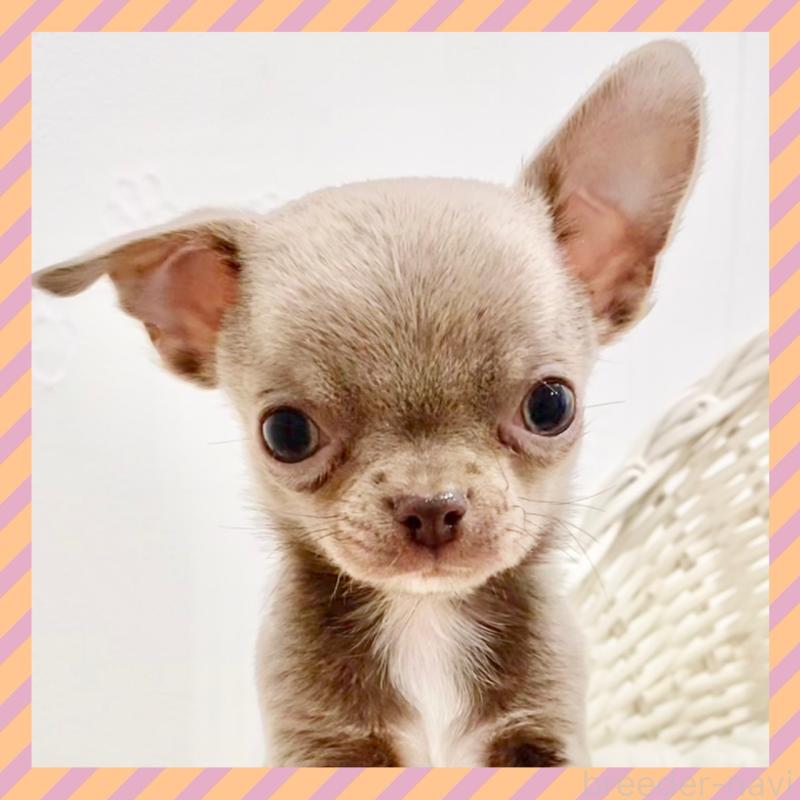 販売中の群馬県のチワワ(スムースコート)-433230